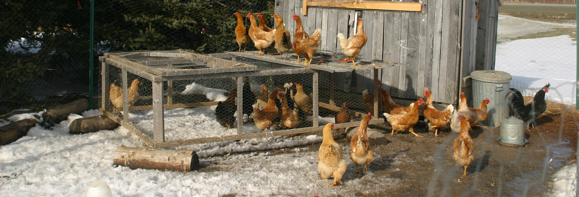 Best Heated Chicken Waterer Of 2019 The Complete Guide